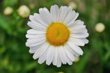 ein einzelnes Gänseblümchen